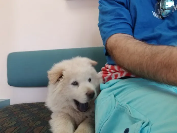 VCA Animal Medical Center 12