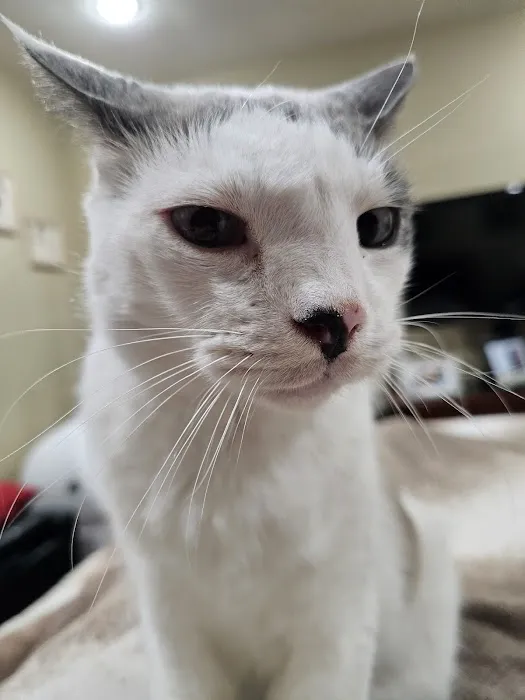 Animal Dermatology Center 8