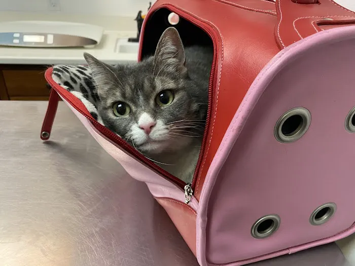 Sherman Oaks Veterinary Group 6
