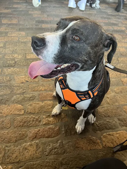 Sherman Oaks Veterinary Group 1