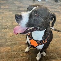 Sherman Oaks Veterinary Group ico