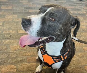 Sherman Oaks Veterinary Group