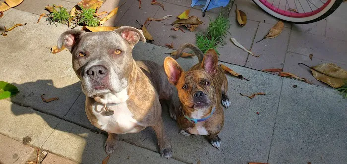 The Pet Doctors of Sherman Oaks 5