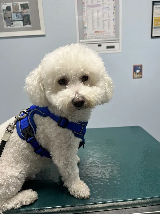 The Pet Doctors of Sherman Oaks 8