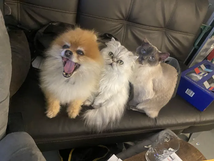 The Pet Doctors of Sherman Oaks 10