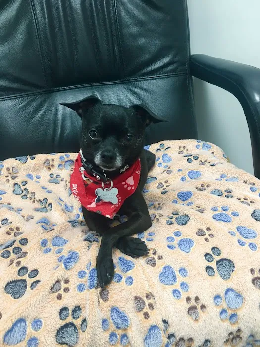 Green Dog Dental and Veterinary Center 6