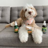 Green Dog Dental and Veterinary Center ico