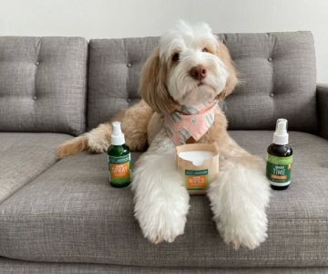 Green Dog Dental and Veterinary Center