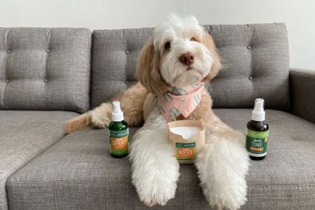 Green Dog Dental and Veterinary Center