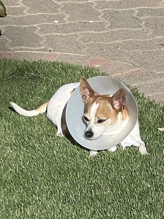 Green Dog Dental and Veterinary Center 9