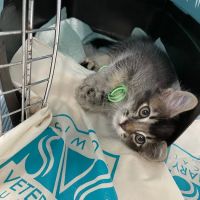 Simon Veterinary Surgical ico