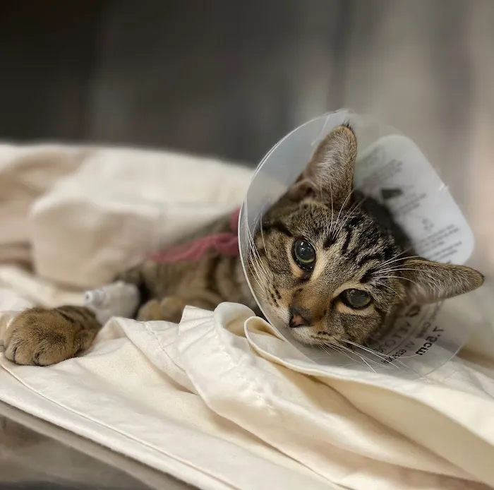 Simon Veterinary Surgical 5