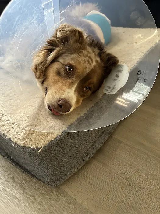 Simon Veterinary Surgical 3
