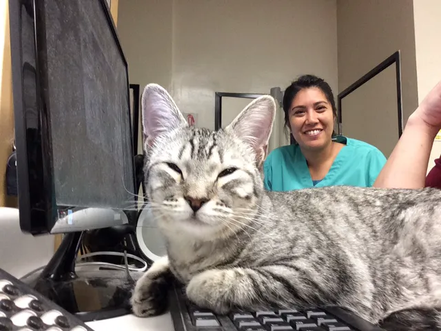 Beverly Oaks Animal Hospital 12