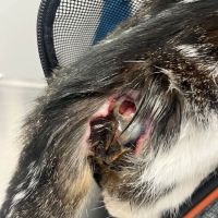 Beverly Oaks Animal Hospital ico