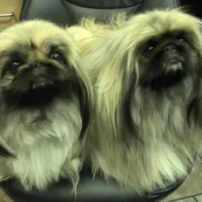 Beverly Oaks Animal Hospital 12