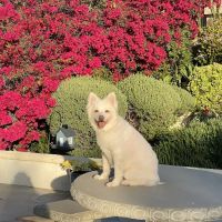Centennial Animal Hospital ico