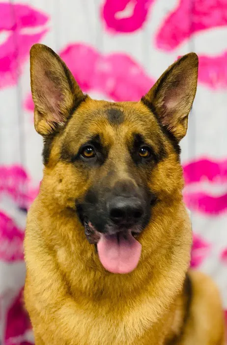 Centennial Animal Hospital 9