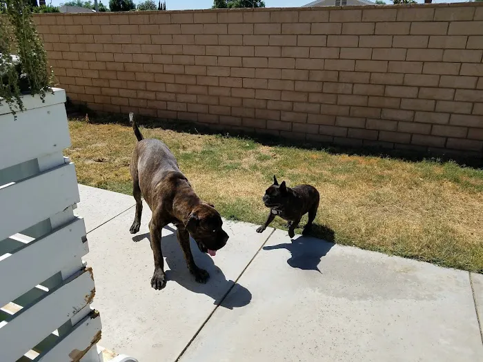 Centennial Animal Hospital 6