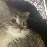 South Corona Pet Hospital ico