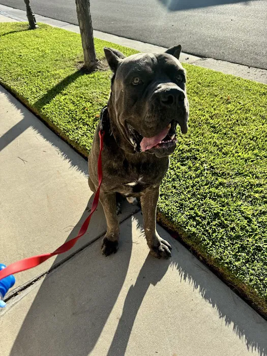 South Corona Pet Hospital 9