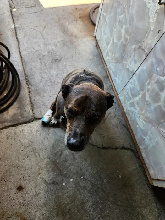 South Corona Pet Hospital 8