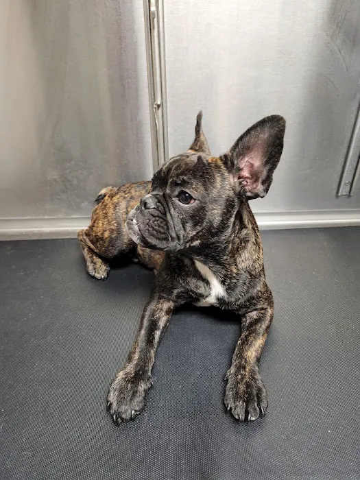 Inland Central Animal Hospital 9