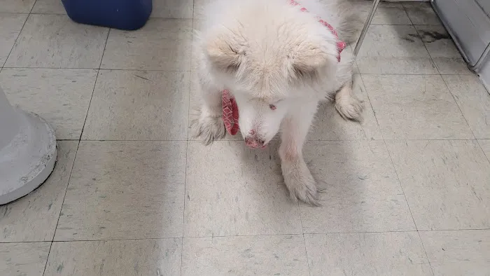 West Highland Dog & Cat Hospital 7