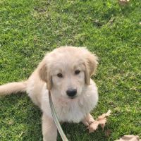 West Highland Dog & Cat Hospital ico