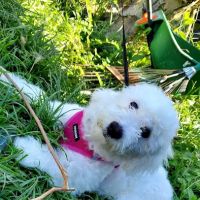 Colton Animal Hospital ico