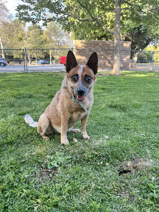 VCA Northside Animal Hospital 4