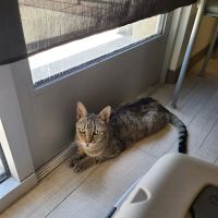VCA Northside Animal Hospital ico