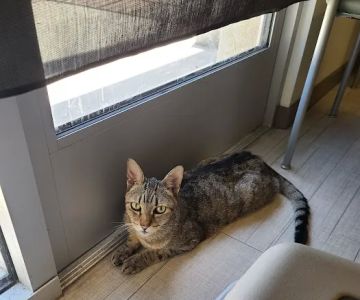 VCA Northside Animal Hospital