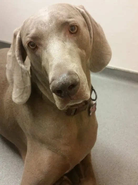 VCA Northside Animal Hospital 6