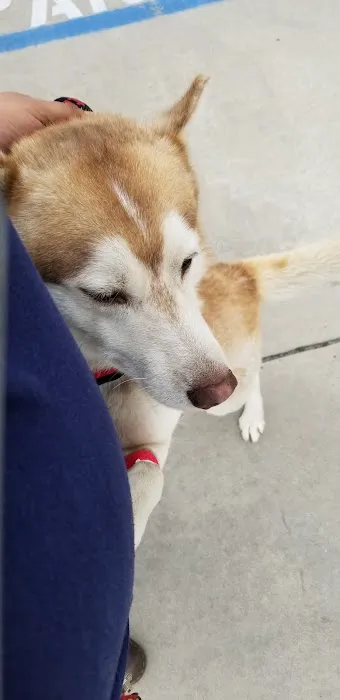 VCA Northside Animal Hospital 7