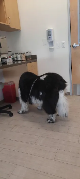 VCA Northside Animal Hospital 5