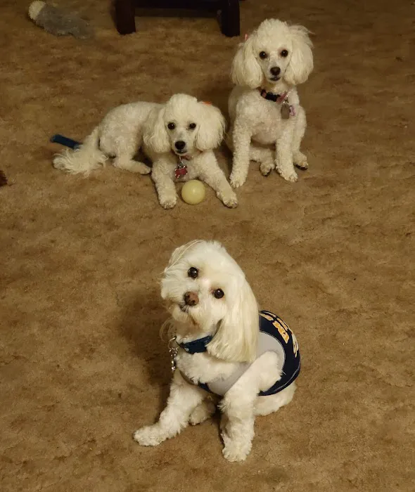Northside Veterinary Clinic: De Wett Patty DVM 6
