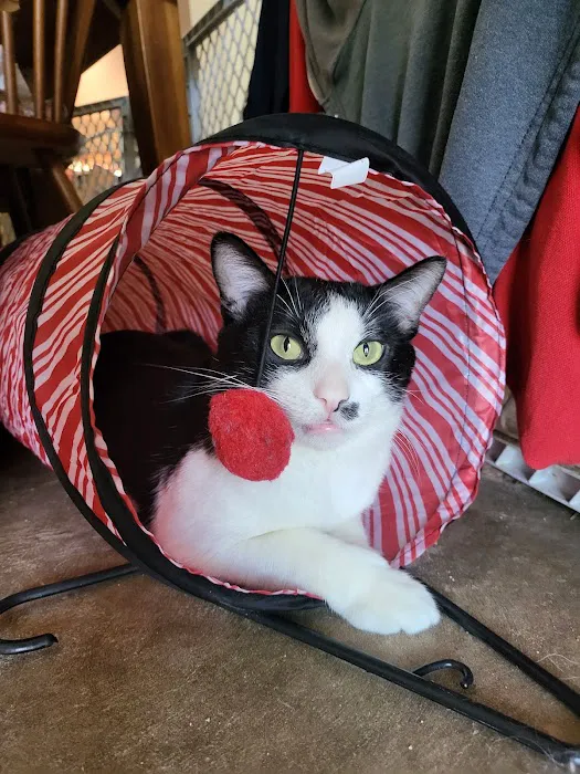 Northside Veterinary Clinic: De Wett Patty DVM 4