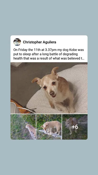 Northside Veterinary Clinic: De Wett Patty DVM 1