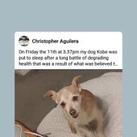 Northside Veterinary Clinic: De Wett Patty DVM ico
