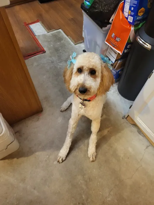 Northside Veterinary Clinic: De Wett Patty DVM 9