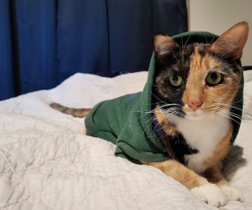 Advanced Pet Care