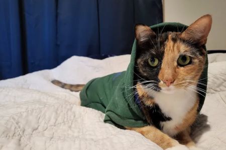 Advanced Pet Care
