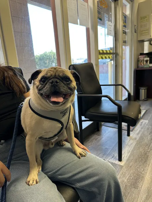 Advanced Pet Care 2