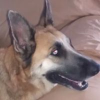 General Dog & Cat Hospital ico