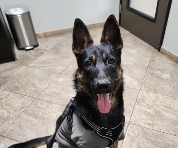All Paws Riverside Animal Hospital