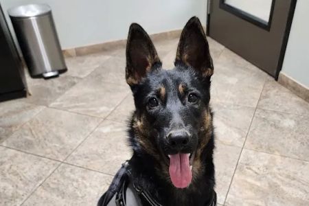 All Paws Riverside Animal Hospital