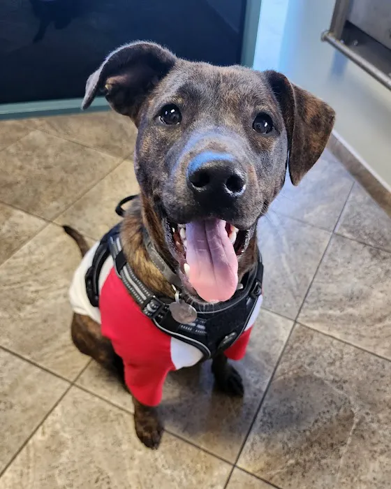 All Paws Riverside Animal Hospital 3