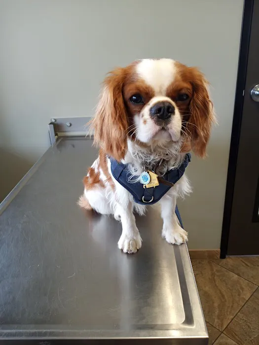 All Paws Riverside Animal Hospital 6