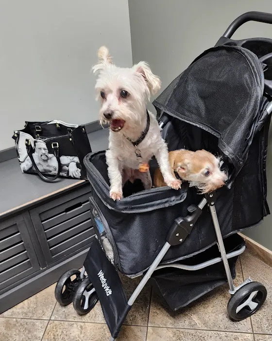 All Paws Riverside Animal Hospital 2